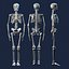 human skeleton 3d model