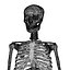 human skeleton 3d model