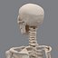 human skeleton 3d model
