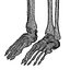 human skeleton 3d model