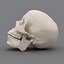 human skeleton 3d model