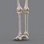 human skeleton 3d model