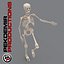 human skeleton 3d model