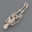 human skeleton 3d model