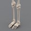 human skeleton 3d model