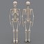 human skeleton 3d model