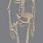 human skeleton 3d model