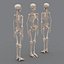 human skeleton 3d model
