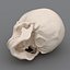human skeleton 3d model