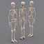 human skeleton 3d model