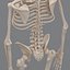 human skeleton 3d model