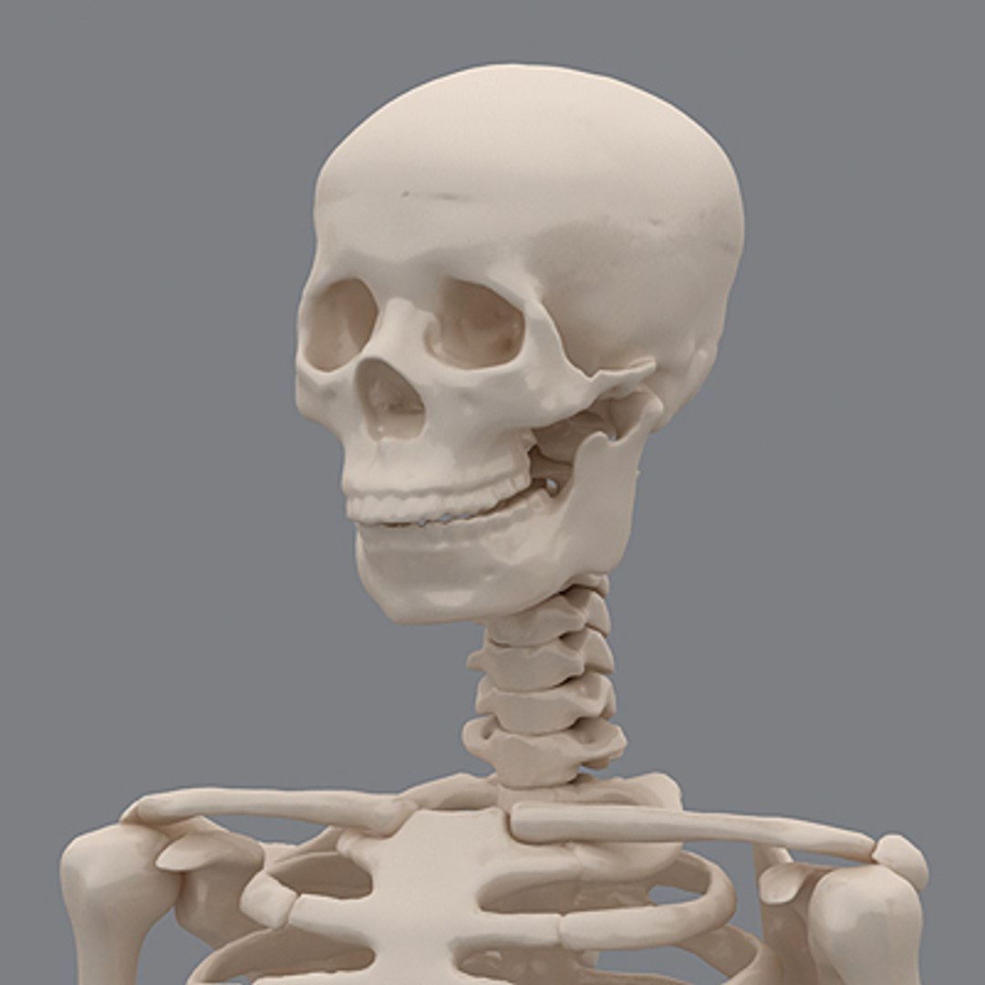 human skeleton 3d model https://p.turbosquid.com/ts-thumb/Cj/eWwFnR/wfNDXM6Q/skeleton04/jpg/1247667816/1920x1080/fit_q87/67fc200fa53fe0bfd32e894ec1e5f594f3df8957/skeleton04.jpg