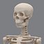 human skeleton 3d model