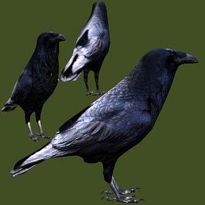 common raven 3d x