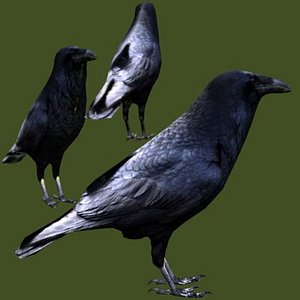 common raven