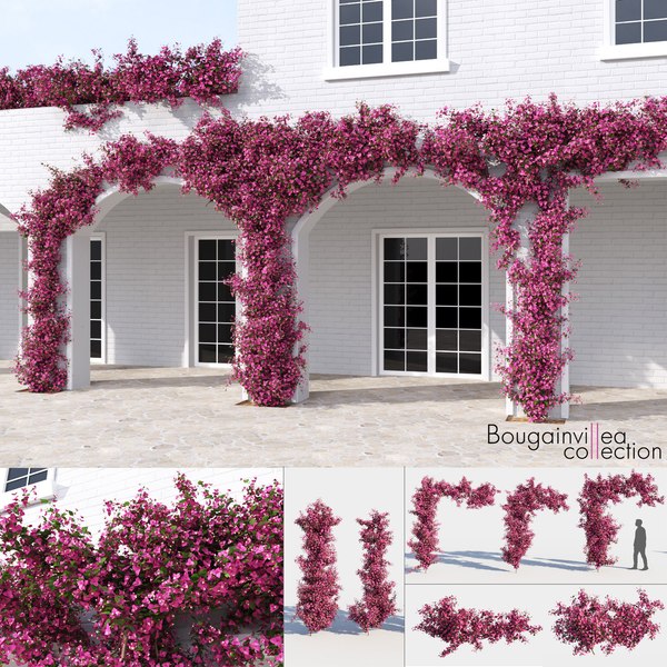 bougainvillea_cc1.jpg