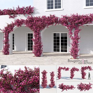 Bougainvillea Collection (+GrowFX)