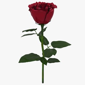 3D rose model