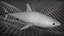 great white shark 3D