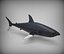 great white shark 3D