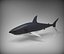 great white shark 3D