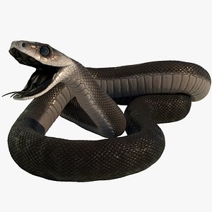 Black Mamba Rigged Animated