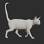 Cat Rigged Animated Collection 3D model