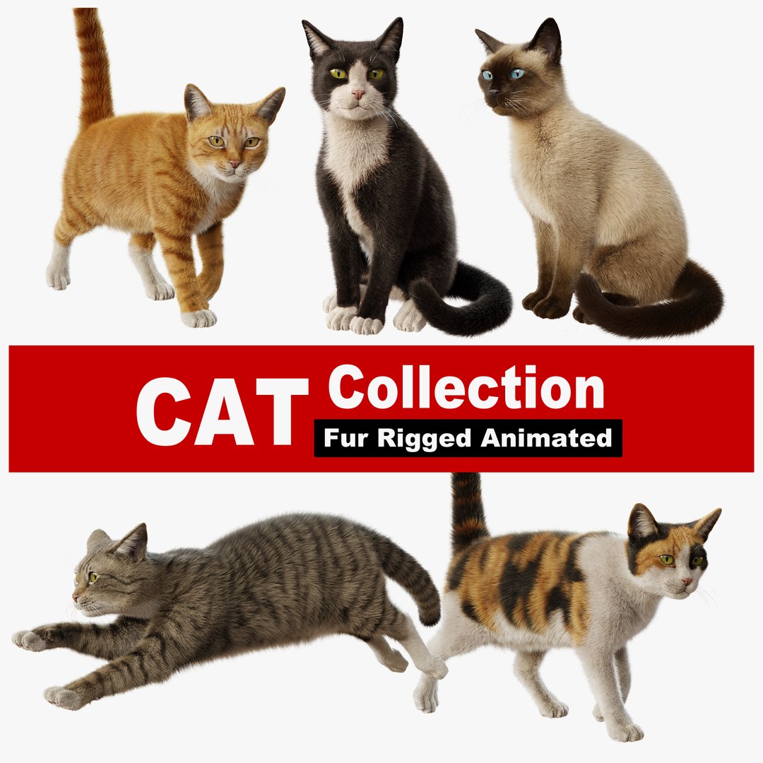 Cat Rigged Animated Collection 3D model https://p.turbosquid.com/ts-thumb/Ck/FJ8eY4/EA/z00/png/1693476427/1920x1080/fit_q87/f316e4d4a4cb6ff4bd8571b3de6b416faa8777c6/z00.jpg