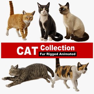 Cat Rigged Animated Collection 3D model