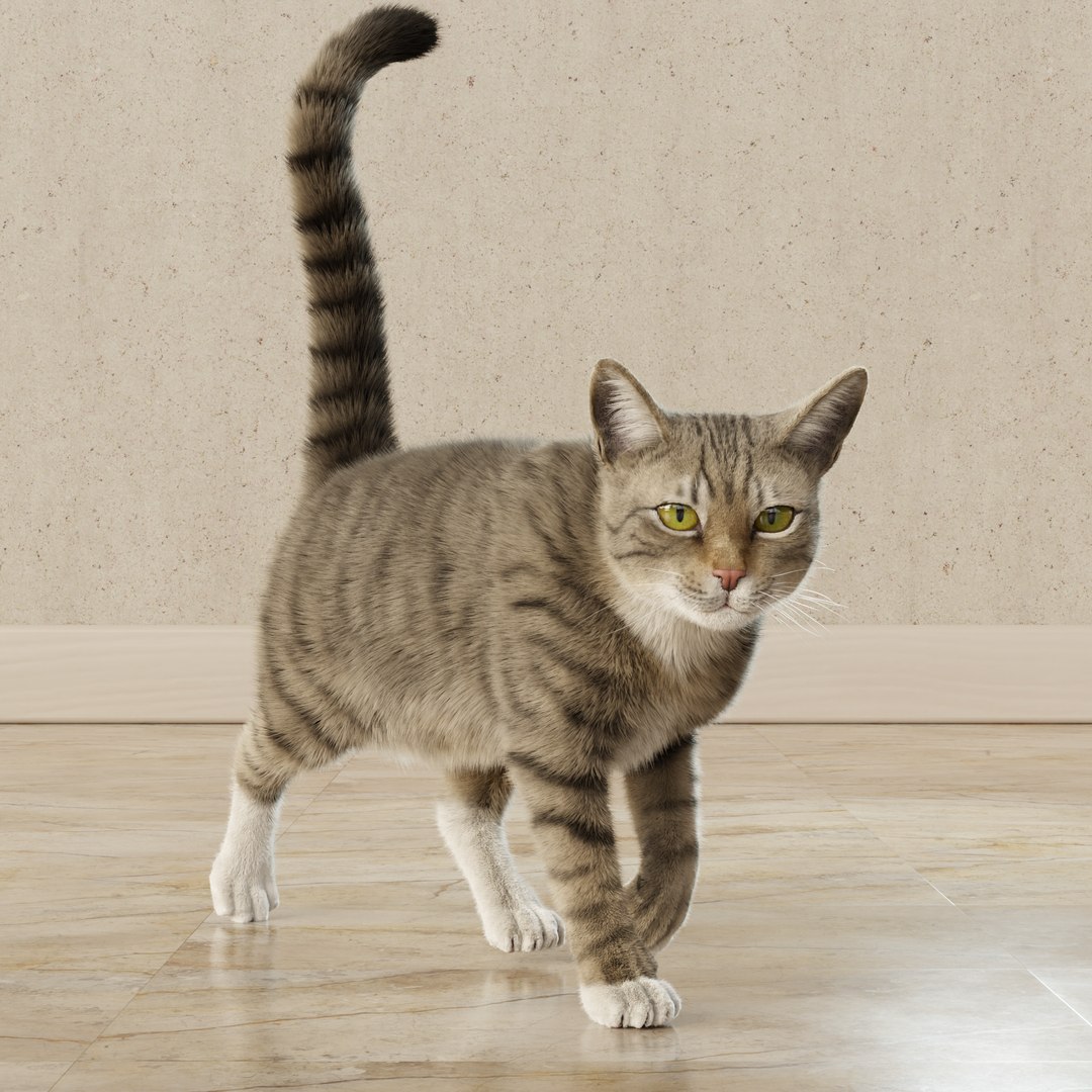 Cat Rigged Animated Collection 3D model - TurboSquid 2114479