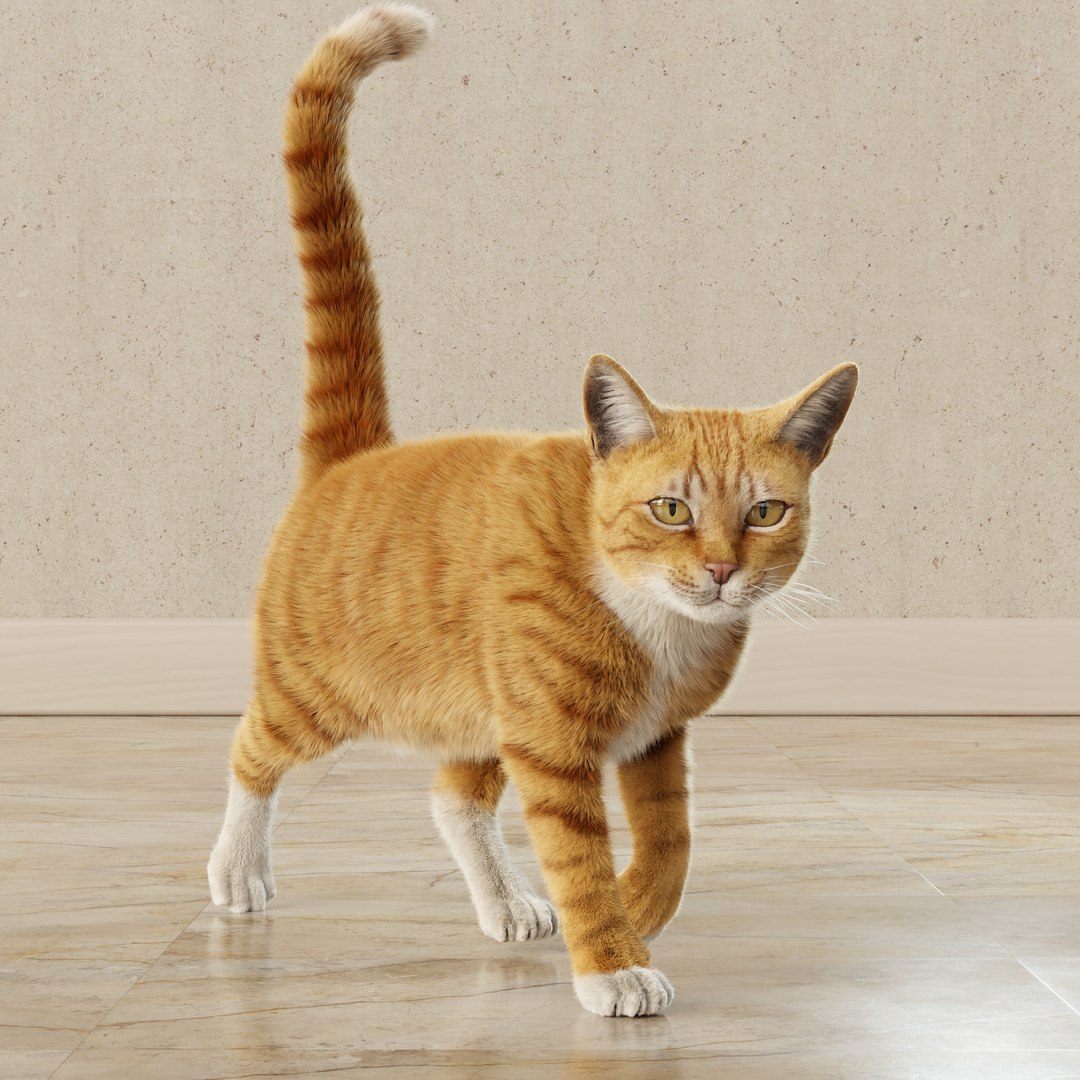 Cat Rigged Animated Collection 3D model - TurboSquid 2114479
