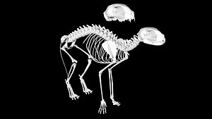 cat skeleton skull