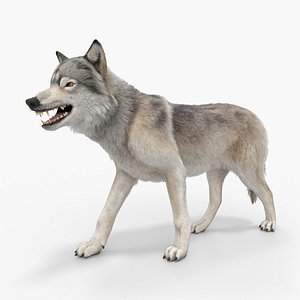 Gray Wolf Rigged