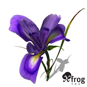 maya xfrogplants dutch iris plant