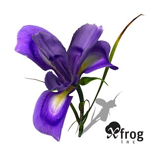 XfrogPlants Dutch Iris