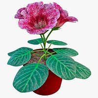 Violet Gloxinia