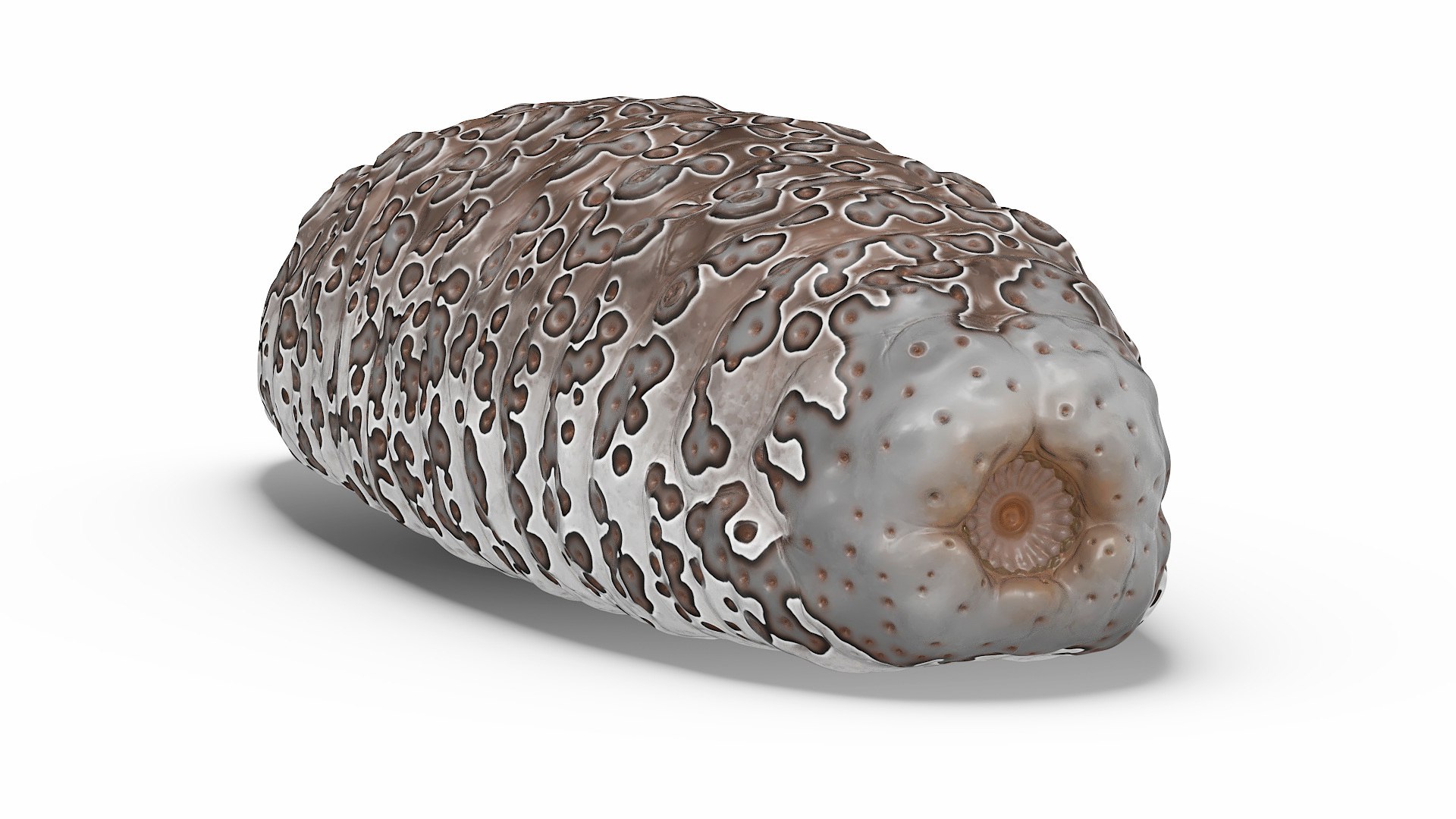 3D Model Trepang Brown Rigged For Maya - TurboSquid 2352006