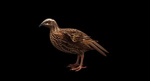 3D model quail bird