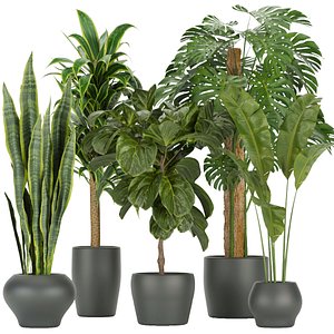 3D Collection plant vol 286  indoor  leaf - blender - cinema 4d - 3dmax - obj - fbx
