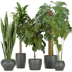 Collection plant vol 286  indoor  leaf - blender - cinema 4d - 3dmax - obj - fbx