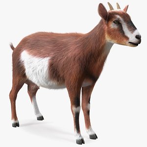 3D Dairy Goat Brown Fur model