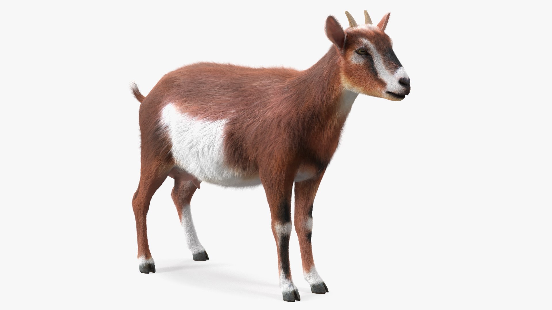 Dairy Goat Brown Fur 3D model preview