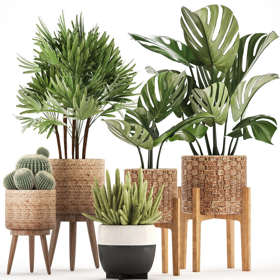 3D Houseplants Exotic Plants - TurboSquid 1409100