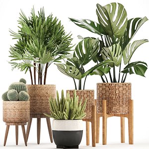 Collection of Exotic Plants in baskets and monstera pots