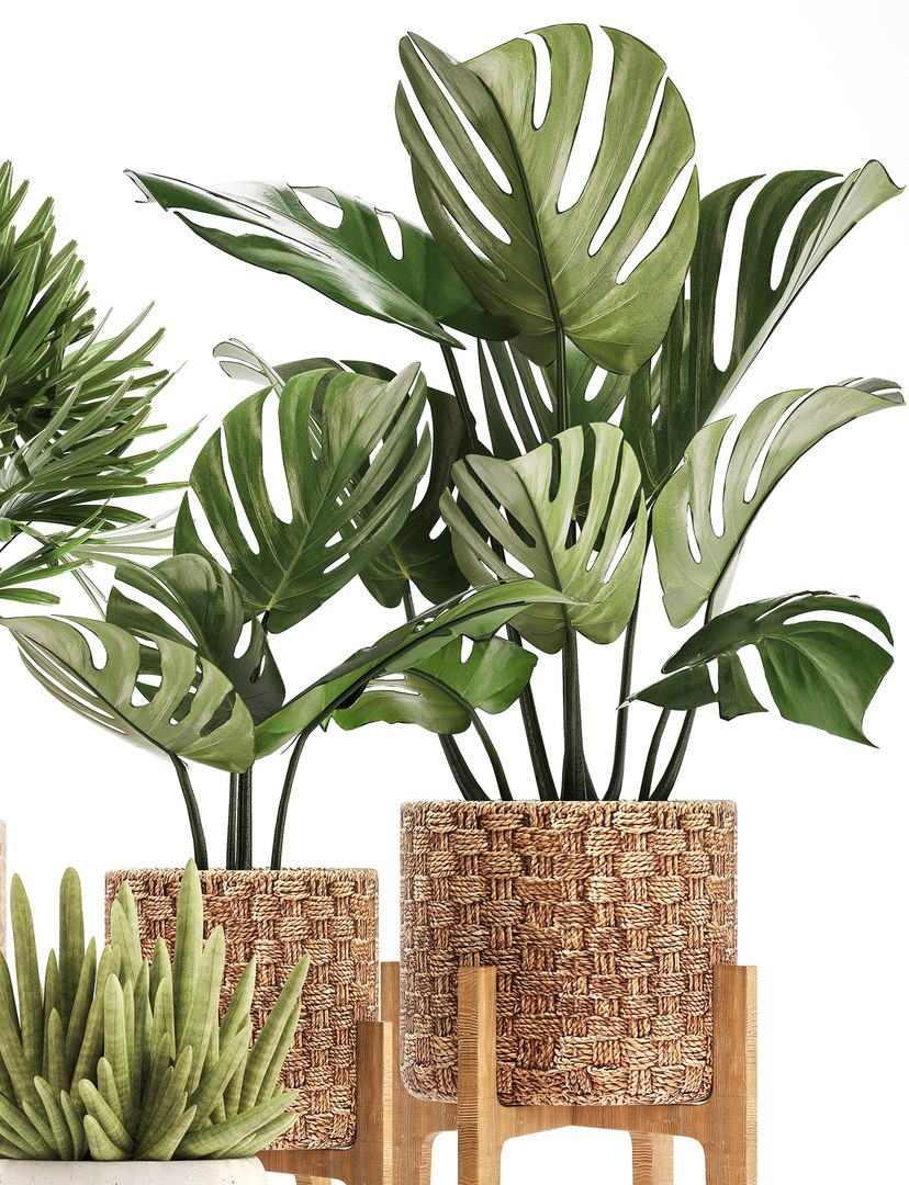 3D Houseplants Exotic Plants - TurboSquid 1409100