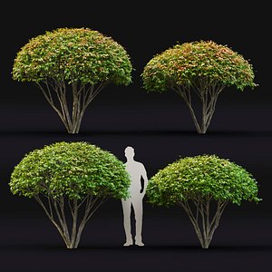 nature bush shrub 3D