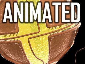 3d single protista model