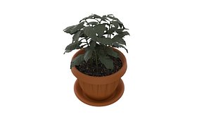 Coffee tree PBR model 3D