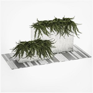 3D Cypress And Juniper For The Urban Environment 1172