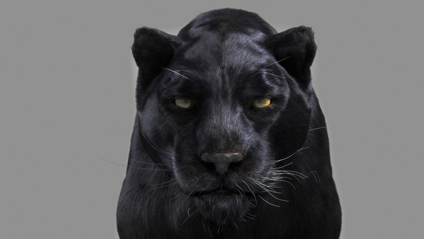 パンサー3Dモデル - TurboSquid 722005 パンサー3Dモデル - TurboSquid 722005
